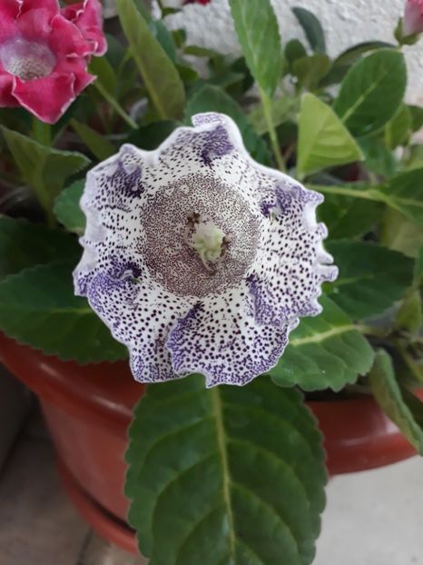  - Gloxinia din seminte
