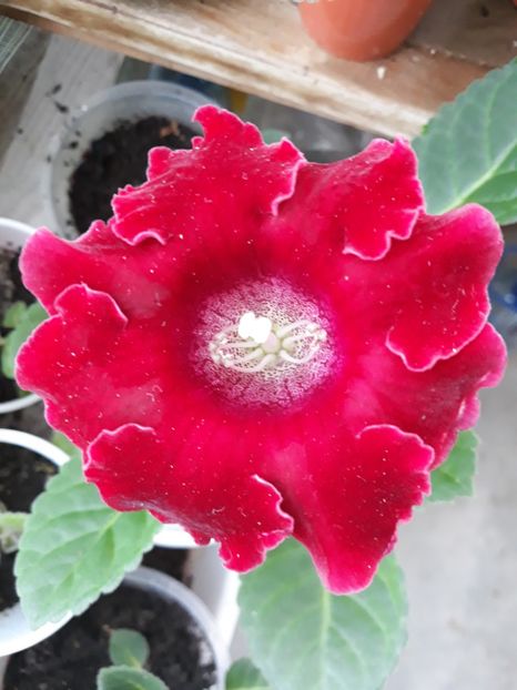  - Gloxinia din seminte