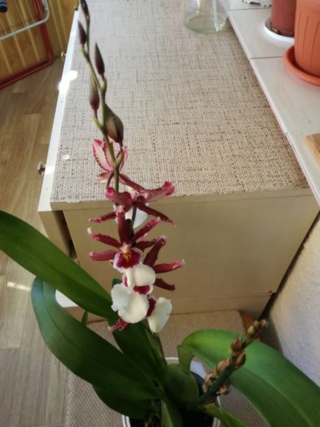 cambria - orhidee