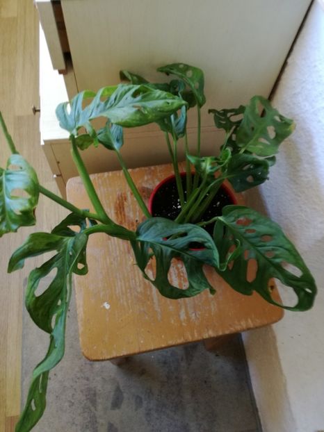  - Philodendron