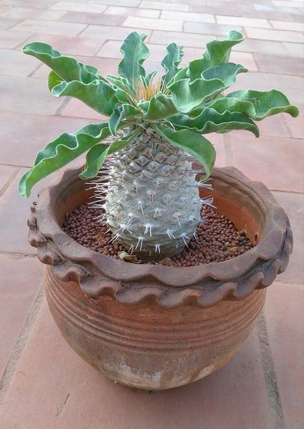 Pachypodium namaquanum - Whish list pentru viata urmatoare1