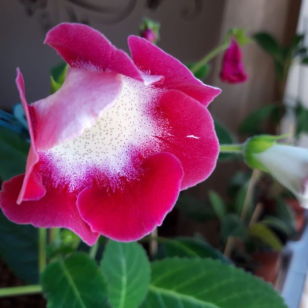 IMG-20190901-WA0003 - gloxinii_2019