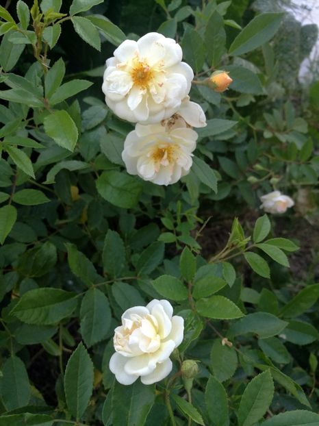 Ghislaine de Feligonde 1 - Ghislaine de Feligonde