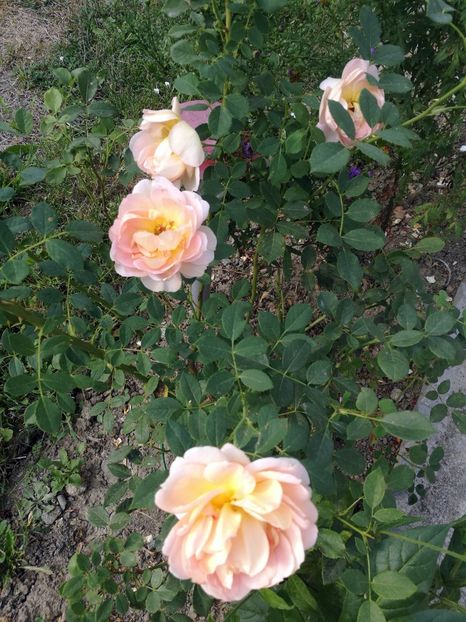 Lady of Shallot 3 - Lady of Shallot