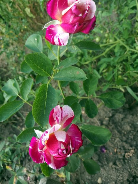 Maurice utrillo - Maurice Utrillo