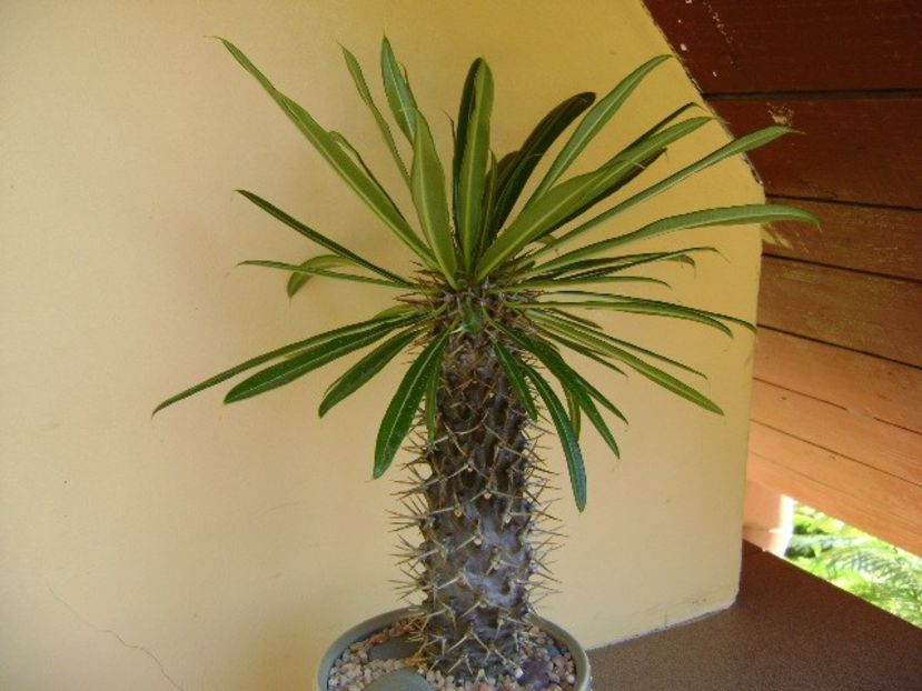 Pachypodium lamerei - Caudiciforme si bulbi 2019