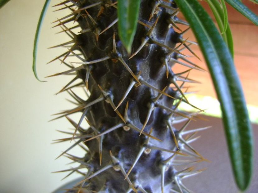 Pachypodium lamerei - Caudiciforme si bulbi 2019