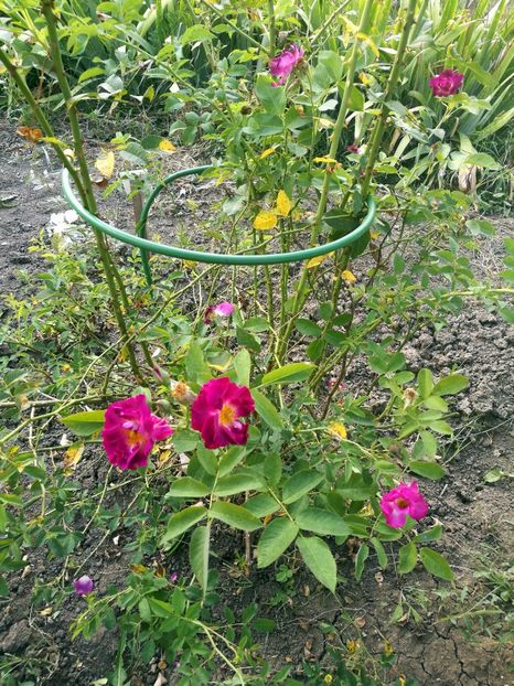 Princess Sibillas De Luxemburg - Princess Sibillas De Luxemburg