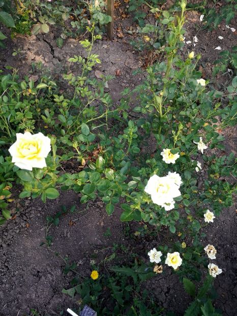 sweet dream 1 - Sweet dream