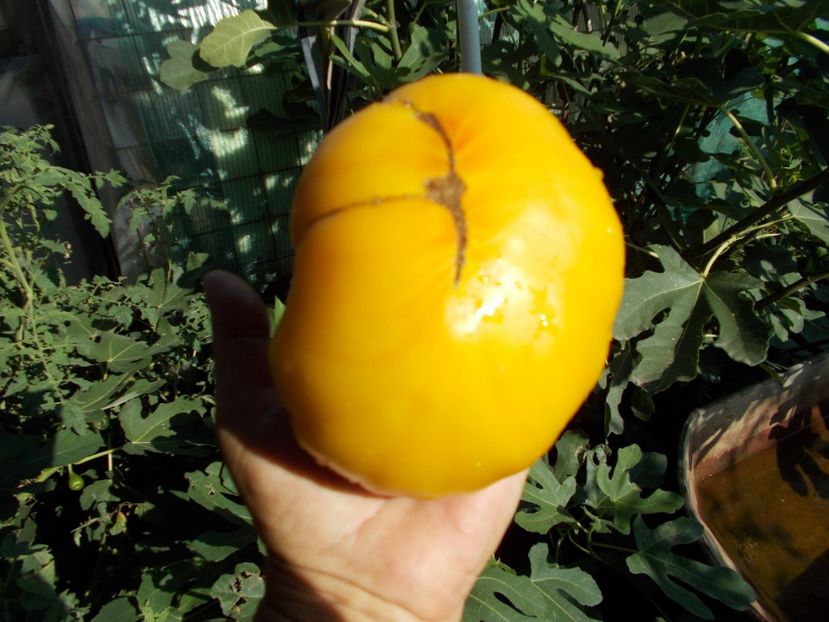  - SEMINTE ROSII - T 376 HONEY GIANT