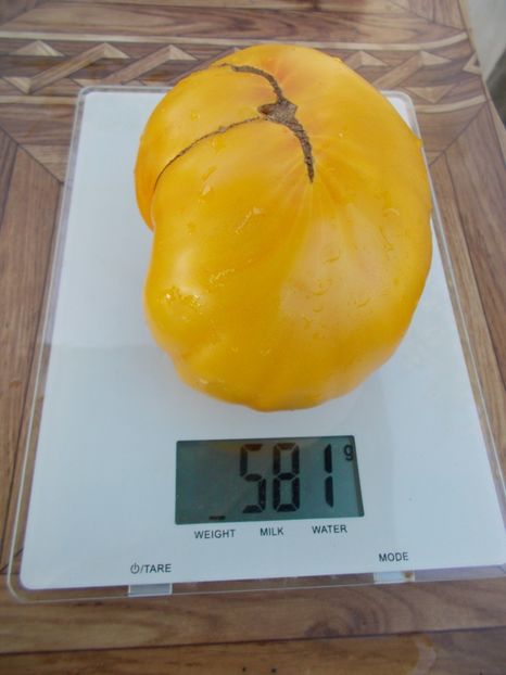  - SEMINTE ROSII - T 376 HONEY GIANT