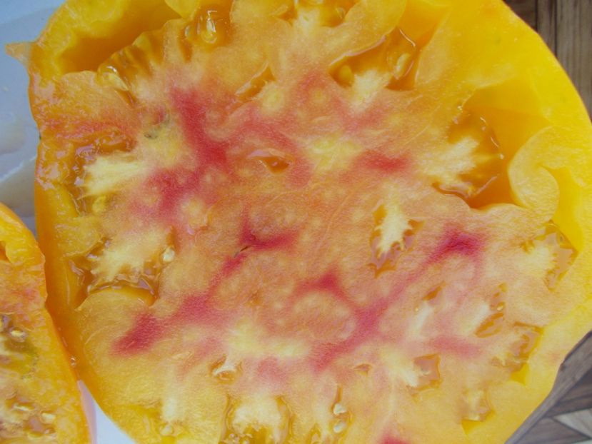  - SEMINTE ROSII - T 376 HONEY GIANT