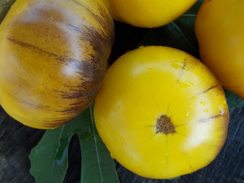  - SEMINTE ROSII - GREAT YELLOW BLUE