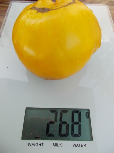  - SEMINTE ROSII - GREAT YELLOW BLUE