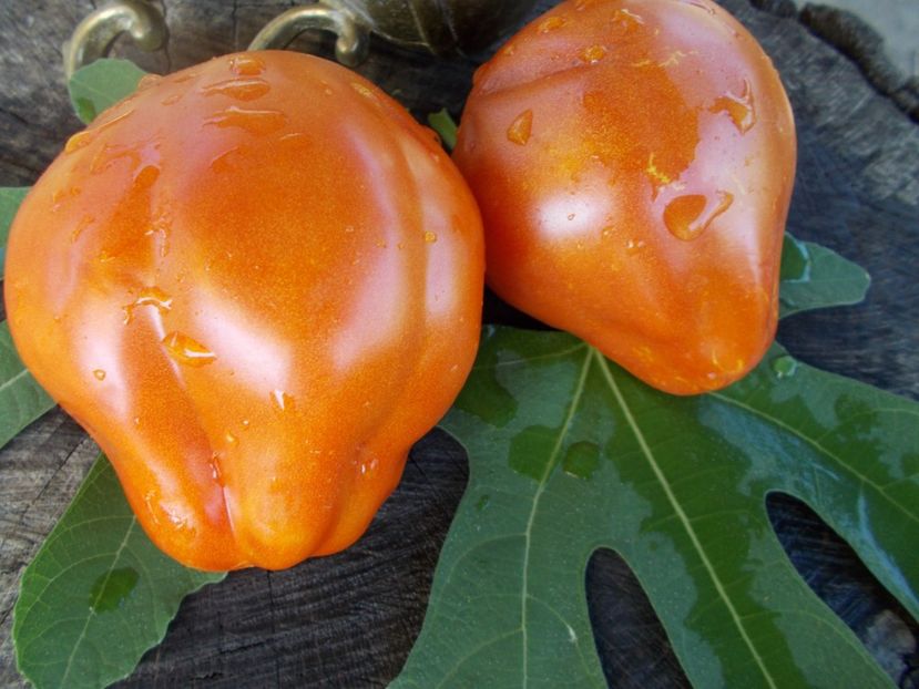  - SEMINTE ROSII - T 471 PEARSON