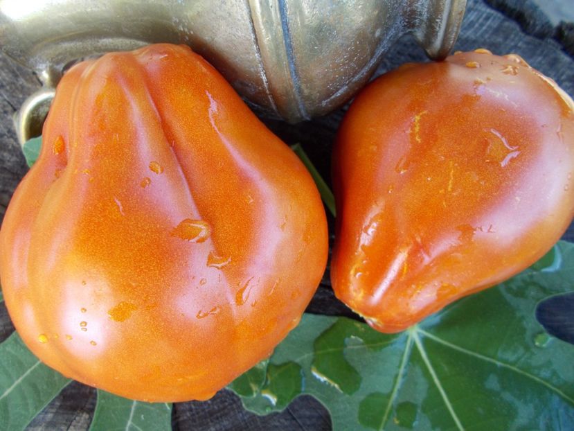  - SEMINTE ROSII - T 471 PEARSON