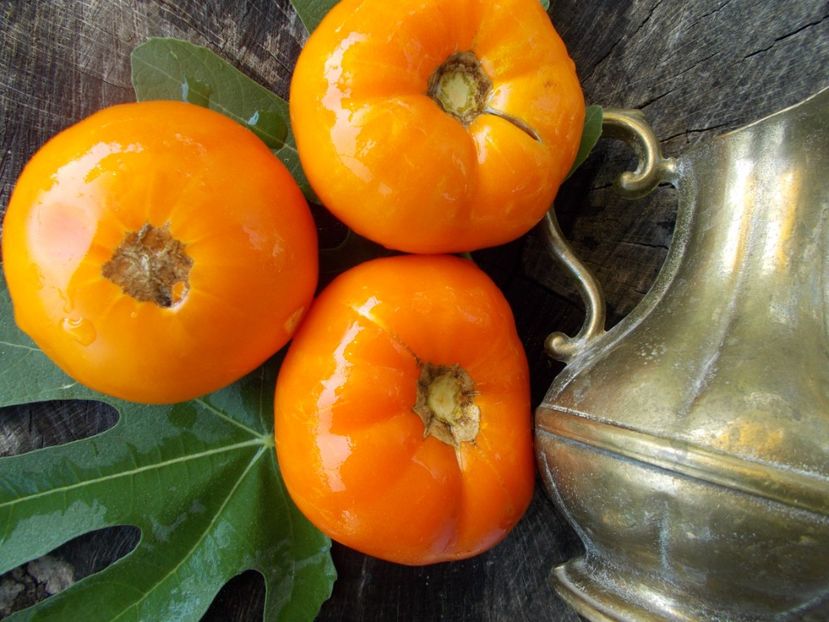  - SEMINTE ROSII - T 398 MACHETTENSKIE ORANGE