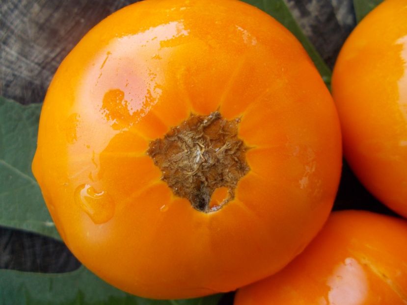  - SEMINTE ROSII - T 398 MACHETTENSKIE ORANGE