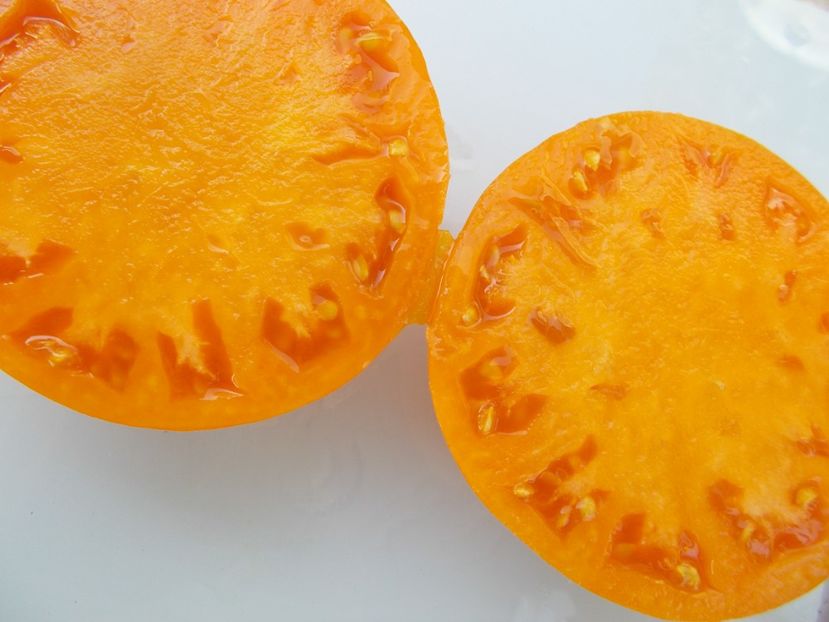  - SEMINTE ROSII - T 398 MACHETTENSKIE ORANGE