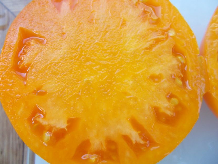  - SEMINTE ROSII - T 398 MACHETTENSKIE ORANGE