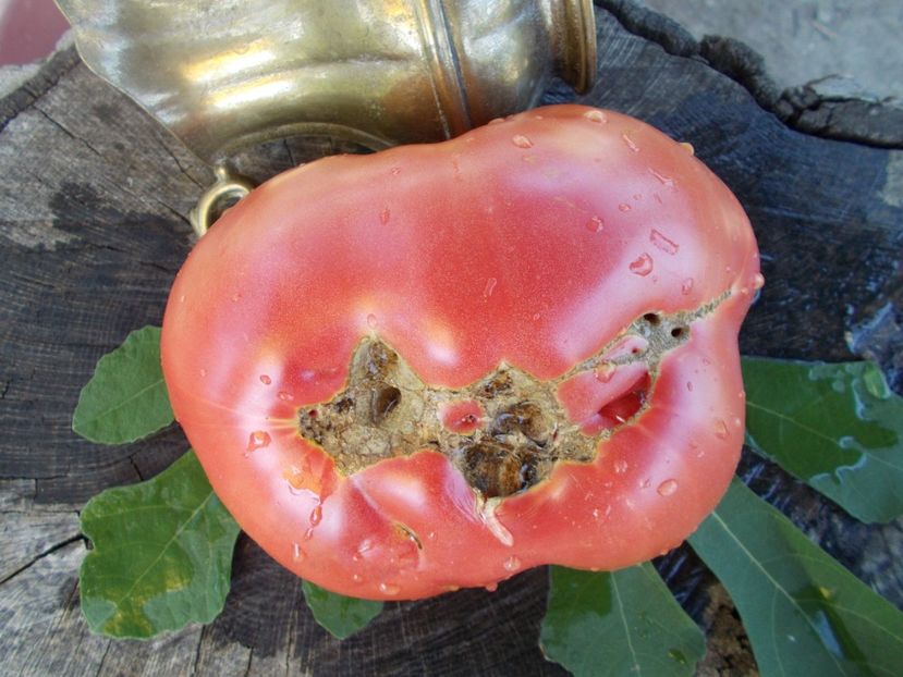  - SEMINTE ROSII - T 347 BOUDYO