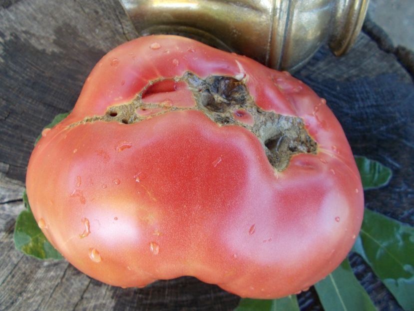  - SEMINTE ROSII - T 347 BOUDYO