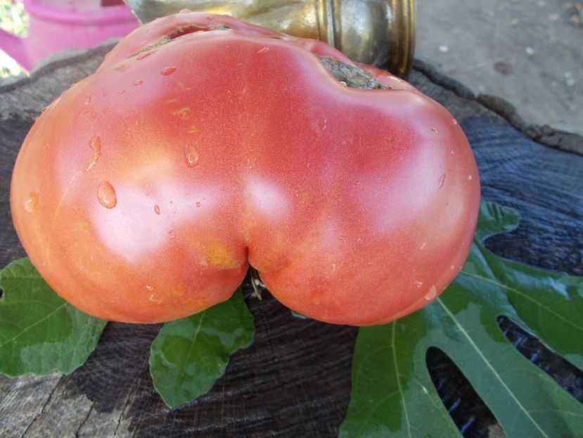  - SEMINTE ROSII - T 347 BOUDYO