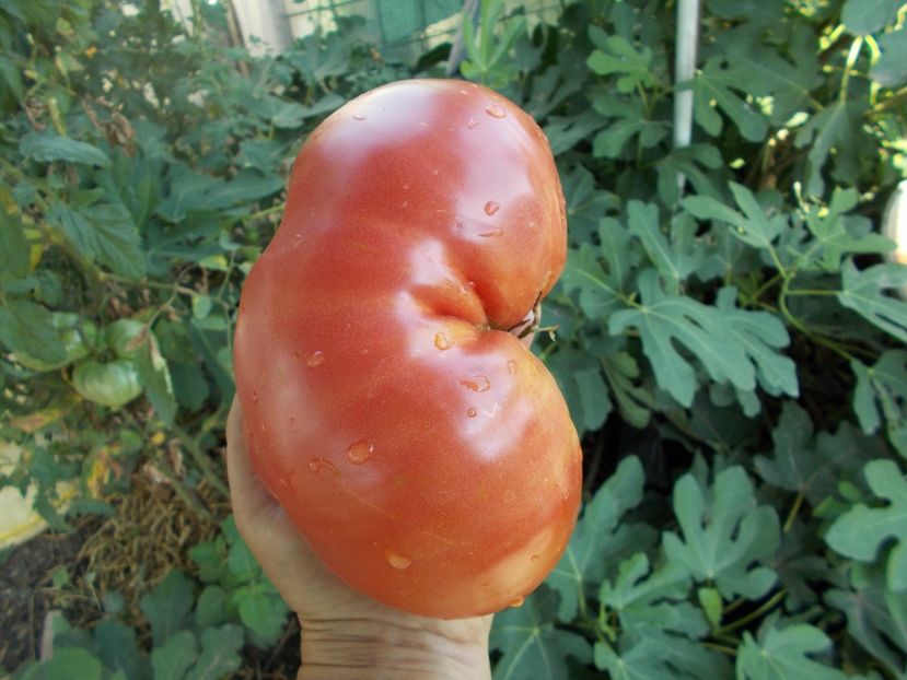  - SEMINTE ROSII - T 347 BOUDYO