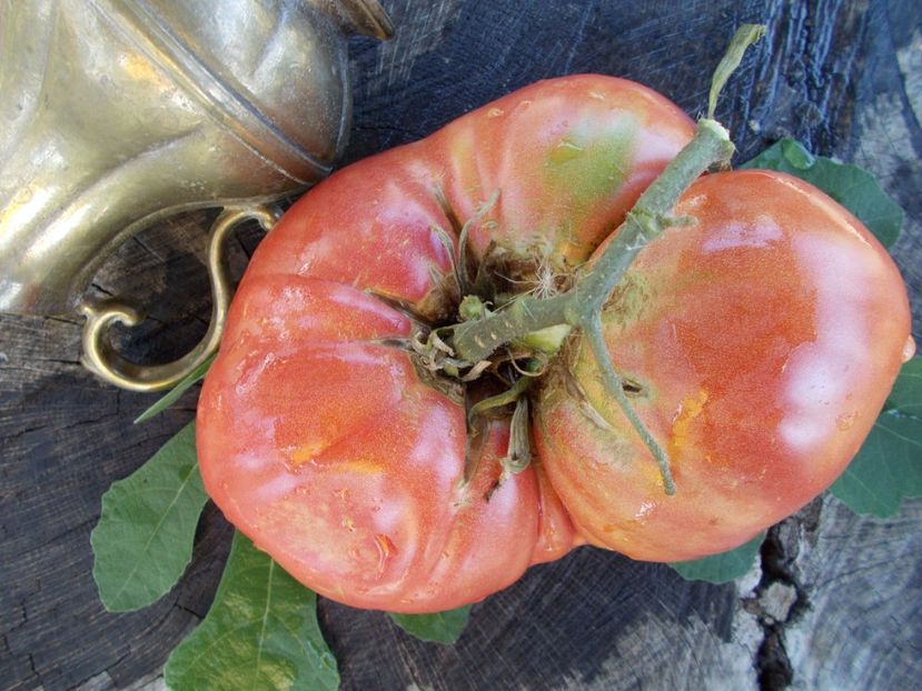  - SEMINTE ROSII - T 347 BOUDYO