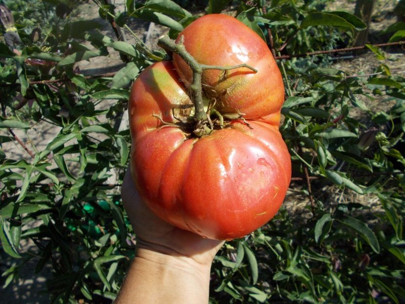  - SEMINTE ROSII - T 347 BOUDYO