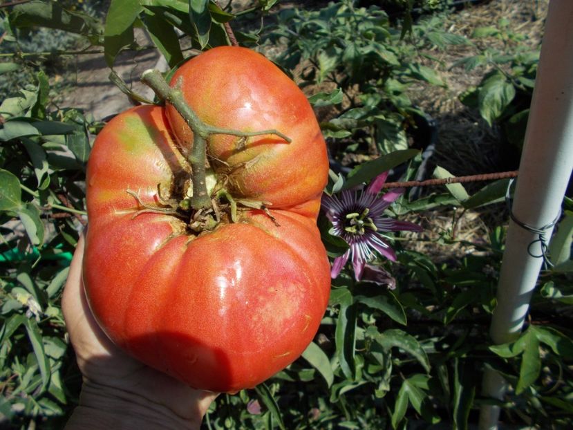  - SEMINTE ROSII - T 347 BOUDYO