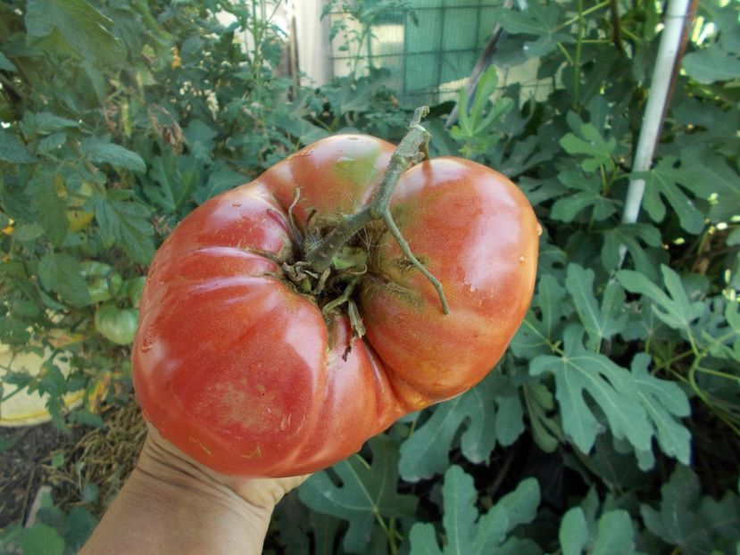  - SEMINTE ROSII - T 347 BOUDYO