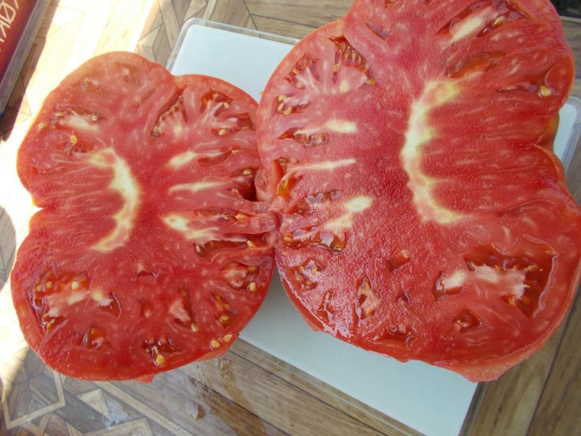  - SEMINTE ROSII - T 347 BOUDYO