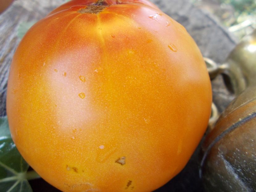  - SEMINTE ROSII - T 349 GIGANT LISCIO ?????