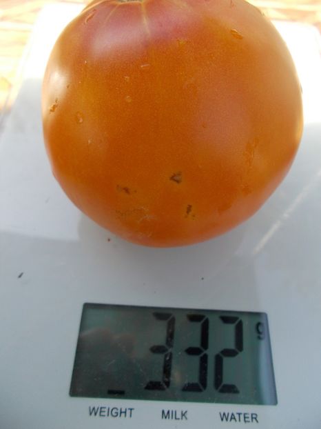  - SEMINTE ROSII - T 349 GIGANT LISCIO ?????