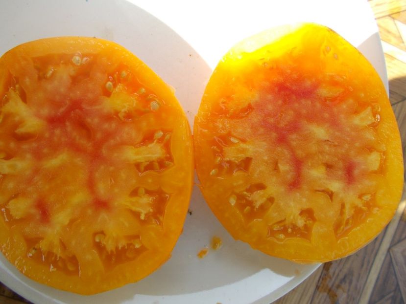  - SEMINTE ROSII - T 349 GIGANT LISCIO ?????