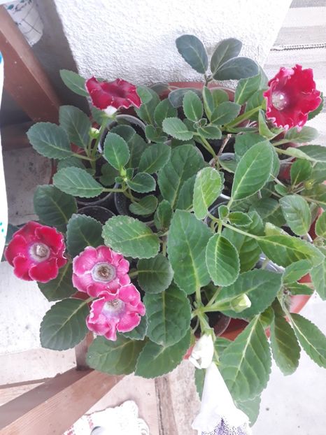  - Gloxinia din seminte