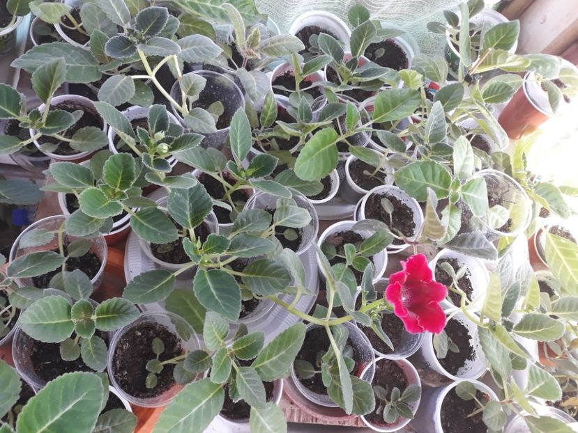  - Gloxinia din seminte
