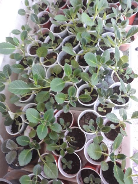  - Gloxinia din seminte