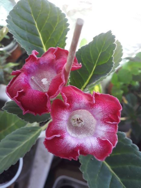  - Gloxinia din seminte
