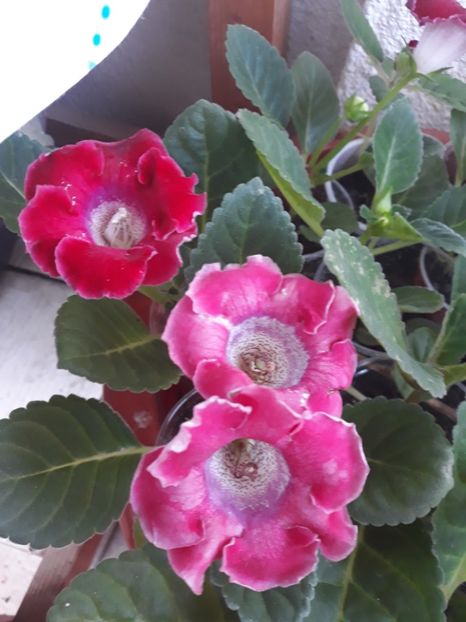  - Gloxinia din seminte