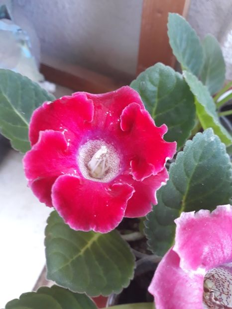  - Gloxinia din seminte