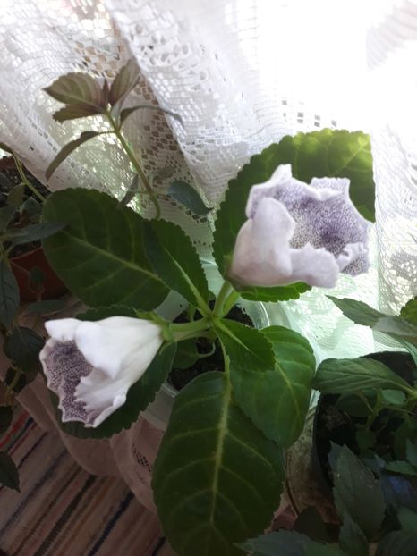  - Gloxinia din seminte