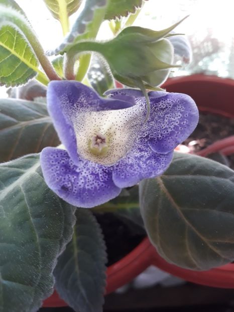  - Gloxinia 2019