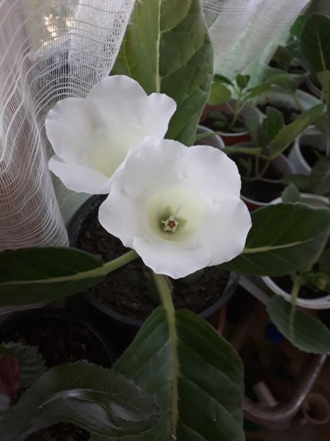  - Gloxinia 2019