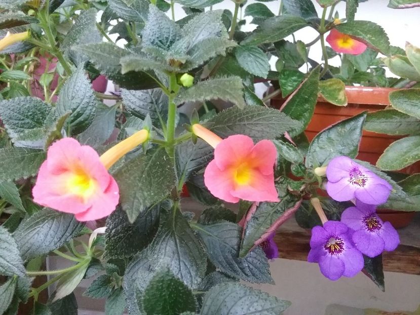  - 2016 achimenes