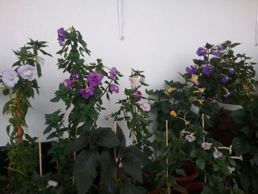  - 2016 achimenes