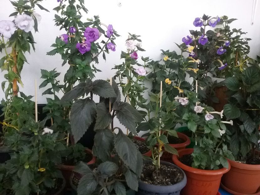  - 2016 achimenes