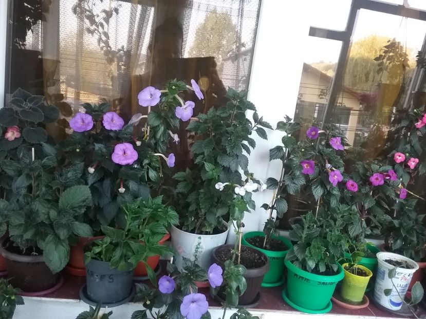  - 2016 achimenes
