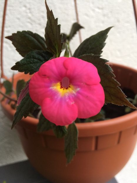 1.09.2019-Candy Girl - Achimenes 2019